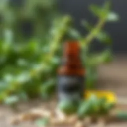 Basil plant with rosemary essential oil