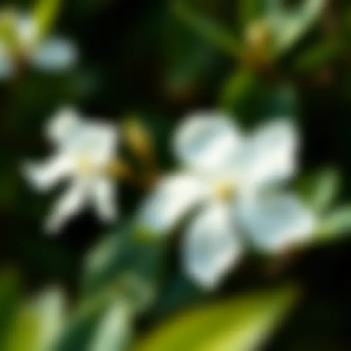 A lush jasmine flower in bloom showcasing its delicate petals