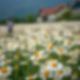 A tranquil chamomile flower field showcasing the beauty of nature