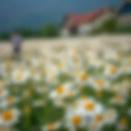 A tranquil chamomile flower field showcasing the beauty of nature