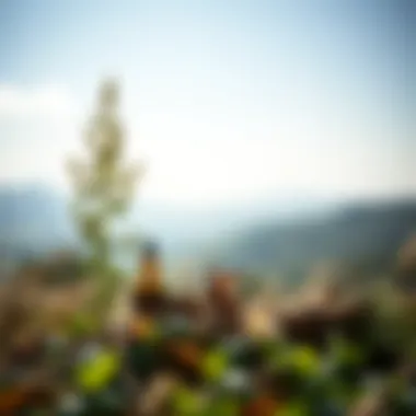 A serene landscape with herbs used in skincare