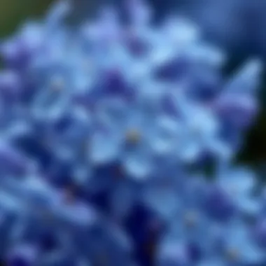 A close-up of blue blossoms, symbolizing the delicate aromas found in blue-themed fragrances.