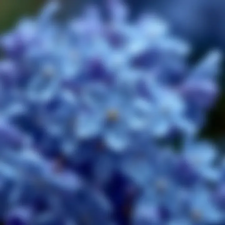 A close-up of blue blossoms, symbolizing the delicate aromas found in blue-themed fragrances.