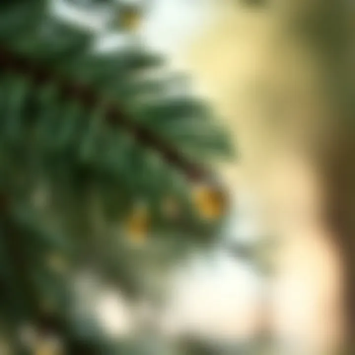 Illustration of pine tree leaves and turpentine oil drops