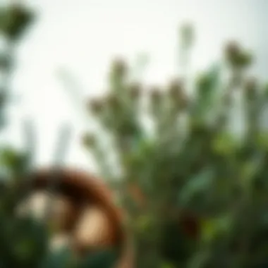 A serene background featuring tea tree plants, symbolizing natural hair care.