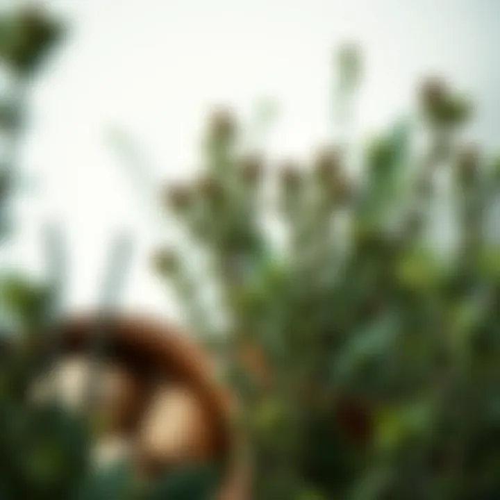 A serene background featuring tea tree plants, symbolizing natural hair care.