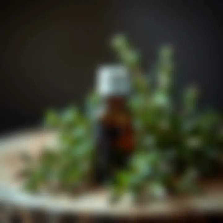 Thyme oil benefits for dandruff treatment